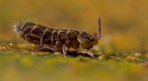 Linnaeus used the name podura fimetaria in two senses: Springschwanz Erkennen Erfolgreich Bekampfen Plantura