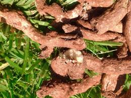 Image result for Dioscorea hirtiflora