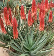 Image result for Aloe wollastonii