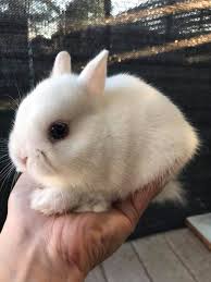 Rews are albinos, but they are masking their true color identity with the cc recessive gene. For Sale Blue Eyed White Netherland Tiny Tails Rabbitry Facebook