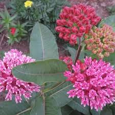 Image result for Asclepias graminifolia