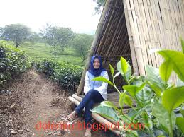 Karena titik air jatuh mengiringi mossaik meluncur ke arah selatan, menuju desa toyomarto, tepatnya di sebuah kebun teh di lereng. Harga Tiket Masuk Dan Lokasi Kebun Teh Wonosari Lawang Malang Dolenku
