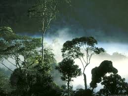 Dawn Burning Off Amazonian Rain Forest In Ecuador Rainforest Biome Tropical Rainforest Rainforest