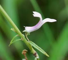 Image result for Cyphia mazoensis