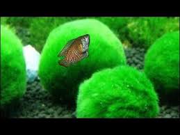 5 Aquarium Plants To Grow Without Soil Fish Tank Live Plants That Don T Require Substrate Youtube Planted Aquarium Fish Tank Live Plants