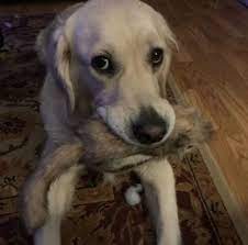 We did not find results for: 5 Best Golden Retriever Breeders In Wisconsin 2021 We Love Doodles