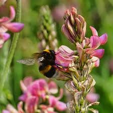 We did not find results for: Sainfoin As A Honey Bee Forage Plant Honey Bee Suite