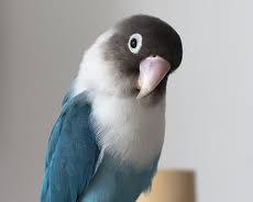 ボタンインコの画像