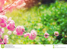 You can do this by following a simple process: Design Flower Pink Wallpaper Background Sahara