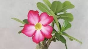 Pada saat mekar bunga adenium sangat menarik dan unik. Cara Mudah Menyilang Tanaman Hias Adenium Kamboja Jepang