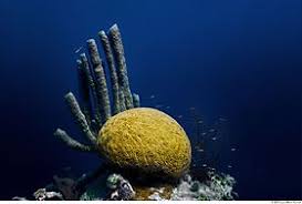 Here are 10 amazing facts about the belize barrier reef! Belize Barrier Reef Wikipedia