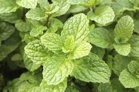 What Are The Different Types Of Mint Plants Hunker Types Of Mint Plants Mint Plants Growing Mint