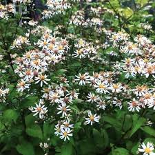 Image result for Asterochaete