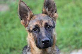 German shepherd puppy training will be the most fun you have ever had! Why Do German Shepherd S Ears Stand Up Love My German Shepherd