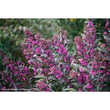Proven Winners 1 Gal Pearl Glam Beautyberry Callicarpa Live Shrub Dark Purple Foliage And Violet Purple Berries Capprc0016101 The Home Depot Blue And Purple Flowers Flower Landscape Big Leaf Hydrangea