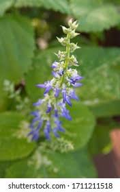 Image result for Coleus esculentus