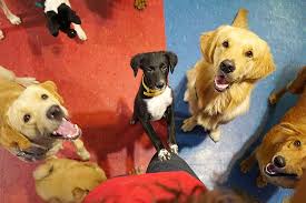 Pawfect Life Dog Petting Centre In Andheri Lbb Mumbai South korea is known for its dog cafes, one of which being bau house.