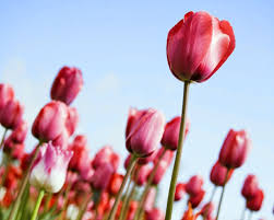 Picture Of Tulips Rising Hd Pictures Tulips Hd Flowers Flowers