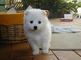 Most Stunning Dog Breeds In The Globe Beautycare365 Com Japanese Spitz Puppy Japanese Spitz Beautiful Dog Breeds