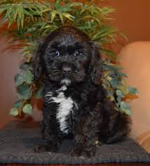Stunning litter of f1 miniature cockapoo puppies. Male And Female Cockapoo Puppies 518 512 9567 Tulsa For Sale Tulsa Pets Dogs