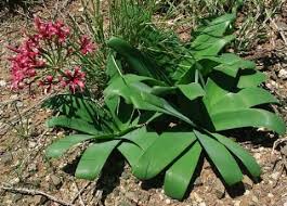 Image result for Ammocharis tinneana