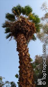 Image result for Washingtonia robusta