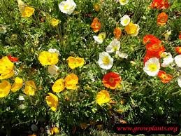 Love poppies, but tired of them reseeding too ambitiously? Iceland Poppy How To Grow Care