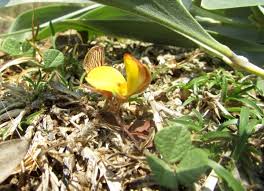 Image result for Rhynchosia luteola