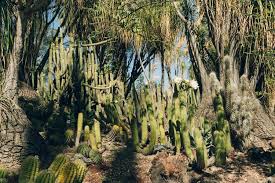 Desert Garden Near Los Angeles California Haarkon Adventures Desert Garden California Travel Road Trips Road Trip Usa