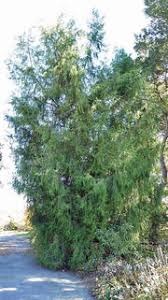 Image result for Cupressus funebris