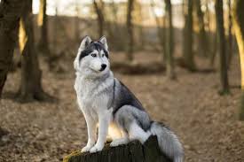 Learning the theory on how to train a siberian husky will probably not prepare you for the practicality of the exercise. Training Secrets For Siberian Huskies