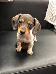 100 Puppies Need We Say More Garden Gun