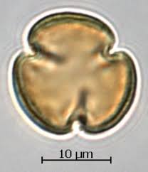 Image result for Icacinaceae