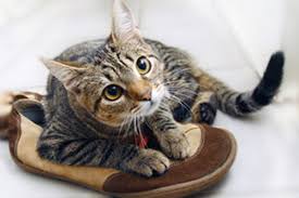 Kedi Idrar Kokusundan Kurtulmak Kedi Idrar Kokusu Nasil Giderilir Kokuyu Dogaclama Yontemlerle Kaldiriyoruz Talimatlar