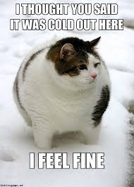 10 fat cat cartoon meme. Cat Memes 2019 60 Cat Memes To Inspire You To Take A Photo Of Your Cat Caption It
