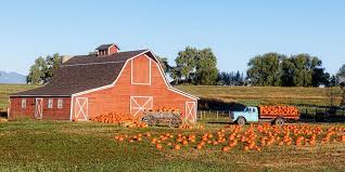 We Found The Best Pumpkin Farms To Visit This Fall Pumpkin Farm Pumpkin Patch Farm Best Pumpkin Patches