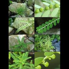 Image result for Phyllanthus amarus