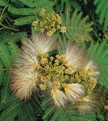 Image result for Albizia adianthifolia