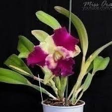 When it's a choice between keeping plants in the house or your garden and keeping your furry friend, of course, the cat. Orchid Q A 10 Cat Threat Pesticides Oncidium Winter Rest More Youtube