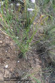Image result for Wahlenbergia subaphylla