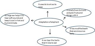 Weather Climate And Adaptations Of Animals To Climate School Help By Gunjan Weather And Climate Climate Adaptation Web Chart