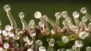 How to check trichomes using a microscope? Chemical Factories Cannabis Trichomes Under The Microscope