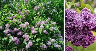 Little purple flowers that smell good. 10 Shrubs That Smell As Good As They Look My Garden Life