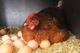 Maka, total biaya pakan yang dibutuhkan sampai ayam bisa bertelur adalah rp 32.000 × 30 hari = rp 960.000; Berapa Hari Ayam Menginkubasi Anak Ayam Bilangan Telur Untuk Ayam Masa Penjagaan