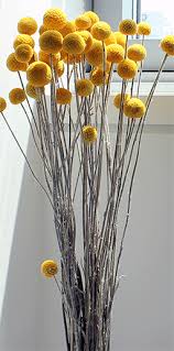 We did not find results for: Craspedia Billy Balls Billy Buttons Yellow Ball Flowers Dried Flowers Billy Buttons Flower Arrangements