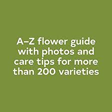 Premium roses| real roses that last a year | fresh flowers| roses in a box (black box, medium) : Buy Floret Farm S A Year In Flowers Designing Gorgeous Arrangements For Every Season Flower Arranging Book Bouquet And Floral Design Book Hardcover Illustrated February 11 2020 Online In Vietnam 1452172897
