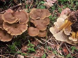 Conoscete la trombetta dei morti? Arktiset Aromit Ry
