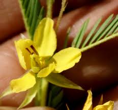 Image result for Aeschynomene mimosifolia
