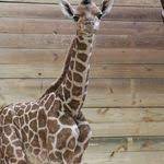 Admission For One Or Two To Zoo Brew At Blank Park Zoo Up To 55 Off Blank Park Zoo Zoo Park