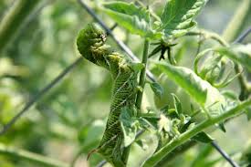 Check spelling or type a new query. Controlling Tomato Hornworms Thriftyfun